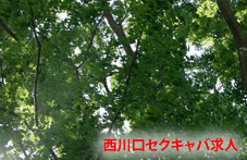 ������Z�N�L���o���l�T�C�g�쐬�҂̓Ƃ茾�摜