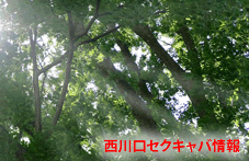 西川口セクキャバ情報サイト作成者の独り言画像